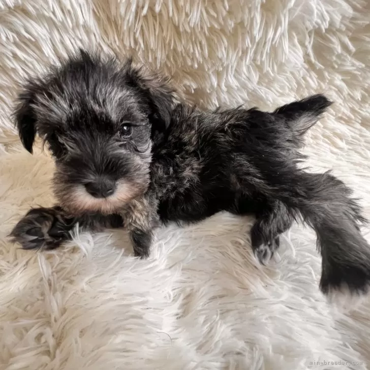 ID:2412-06888の子犬