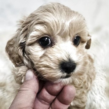 マルプー(マルチーズ×トイプードル)【埼玉県・男の子・2025年9月20日・クリーム】の写真「まるちゃんとぷぅちゃんで、まるぷぅ」