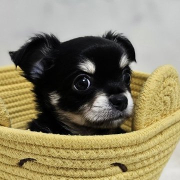 チワワ(ロング)【埼玉県・男の子・2024年10月19日・ブラック&タン】の写真「♡沼りたいパパママ♡ボクに♡愛に恋恋♡」