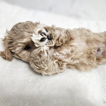 マルプー(マルチーズ×トイプードル)【埼玉県・男の子・2025年9月20日・クリーム】の写真「まるちゃんとぷぅちゃんで、まるぷぅ」