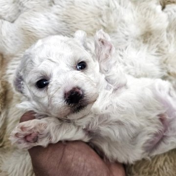 ビションフリーゼ【埼玉県・男の子・2025年10月28日・ホワイト 白】の写真「もふもふ☁️ミニビション💕パパ：２.５ｋｇ」