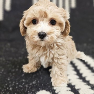 マルプー(マルチーズ×トイプードル)【埼玉県・女の子・2025年9月20日・クリーム】の写真「まるちゃんとぷぅちゃんで、まるぷぅ」