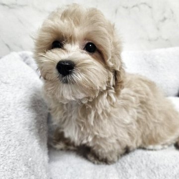 マルプー(マルチーズ×トイプードル)【埼玉県・男の子・2025年6月13日・クリーム】の写真「ちいかわ🐶ドワーフ」