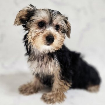 ヨークシャーテリア【埼玉県・男の子・2025年3月7日・スチールブルータン】の写真「🐶ぼくと沼ろう🐶」