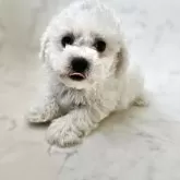 ビションフリーゼ