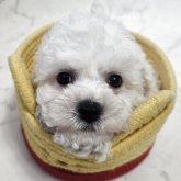ビションフリーゼ