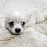ポメチワ(ポメラニアン×チワワ)