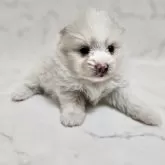 ポメラニアン