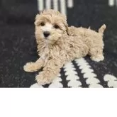 マルプー(マルチーズ×トイプードル)【埼玉県・男の子・2025年9月20日・クリーム】の写真1