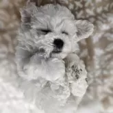 ビションフリーゼ