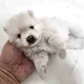 ポメラニアン