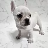 フレンチブルドッグ