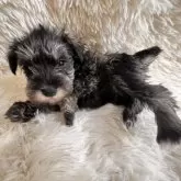 ミニチュアシュナウザー【埼玉県・男の子・2024年11月26日・ソルト&ペッパー】の写真1