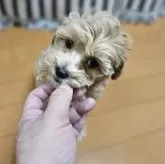 マルプー(マルチーズ×トイプードル)【埼玉県・男の子・2025年9月20日・クリーム】の写真4