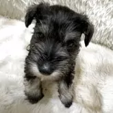 ミニチュアシュナウザー【埼玉県・女の子・2025年4月9日・ソルト&ペッパー】の写真9