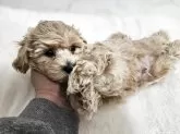 マルプー(マルチーズ×トイプードル)【埼玉県・男の子・2025年9月20日・クリーム】の写真8