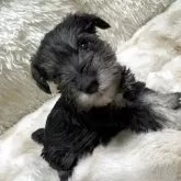 ミニチュアシュナウザー【埼玉県・女の子・2025年4月9日・ソルト&ペッパー】の写真12