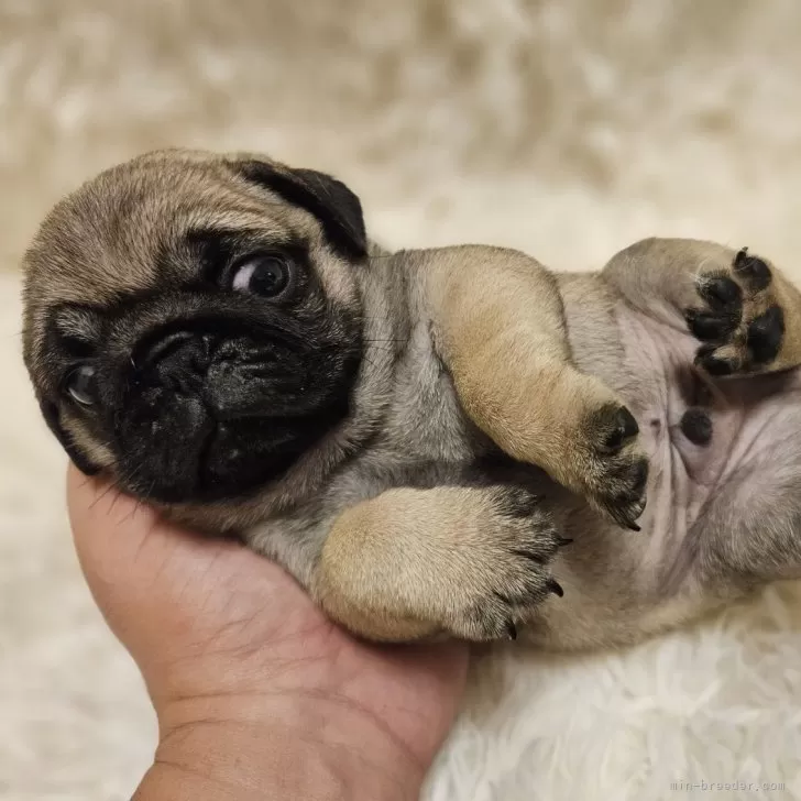 ID:2409-01693の子犬