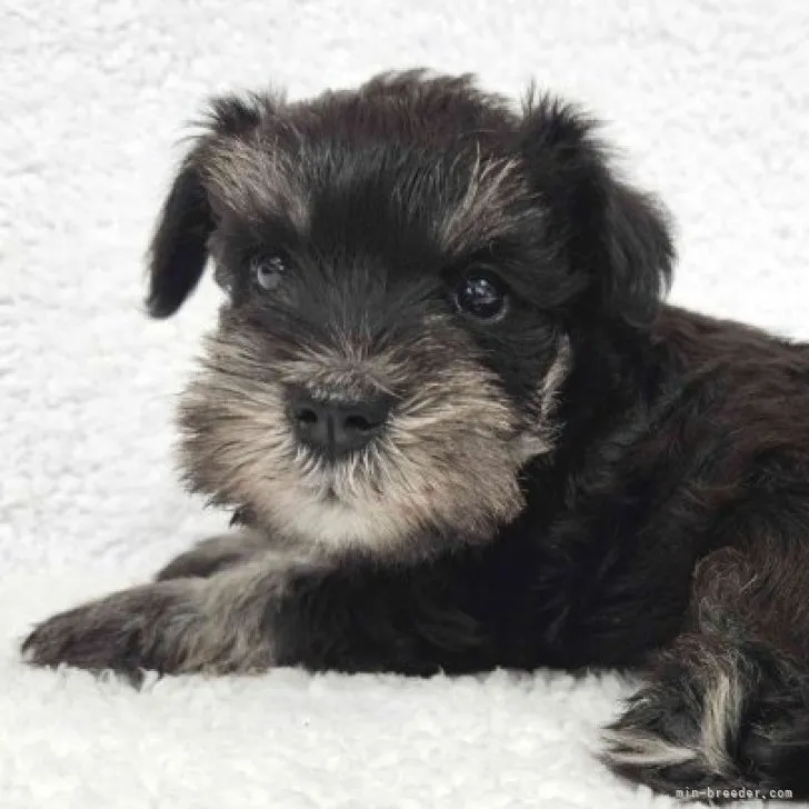 ID：2308-01487の子犬