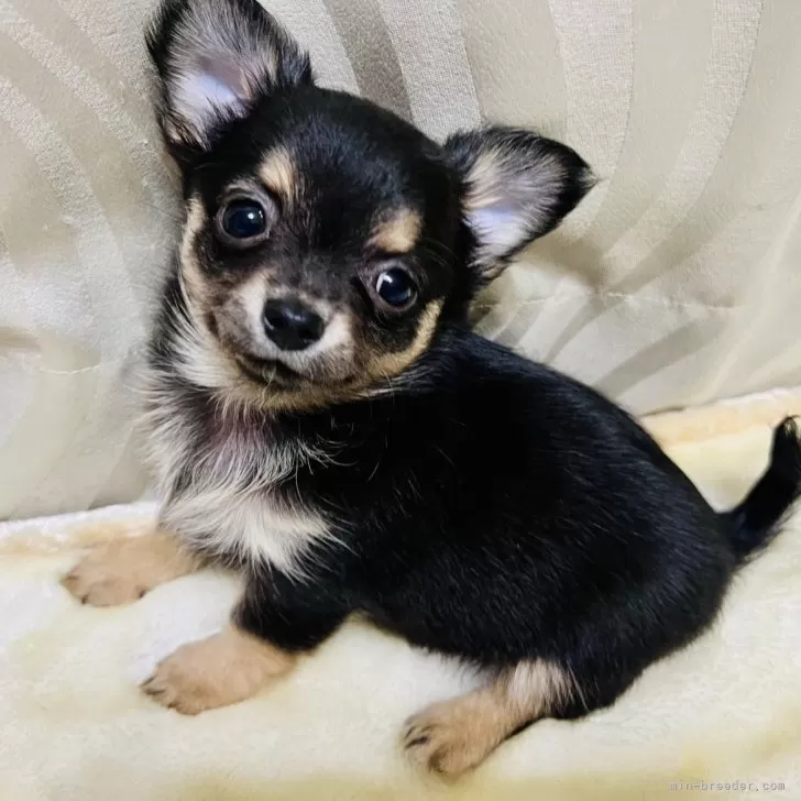ID：2402-03671の子犬