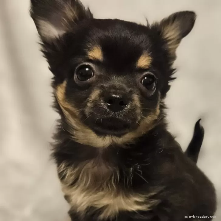 ID:2402-03674の子犬