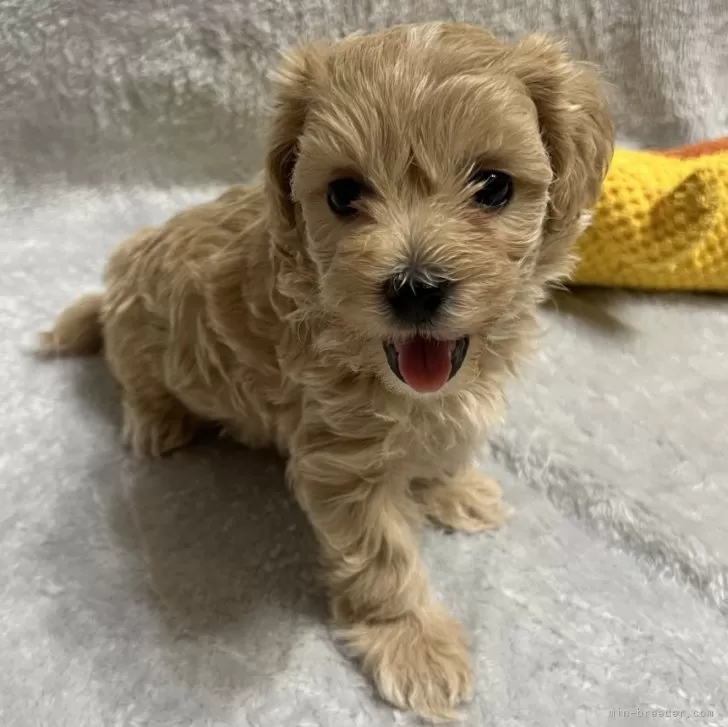 ID:2402-03676の子犬