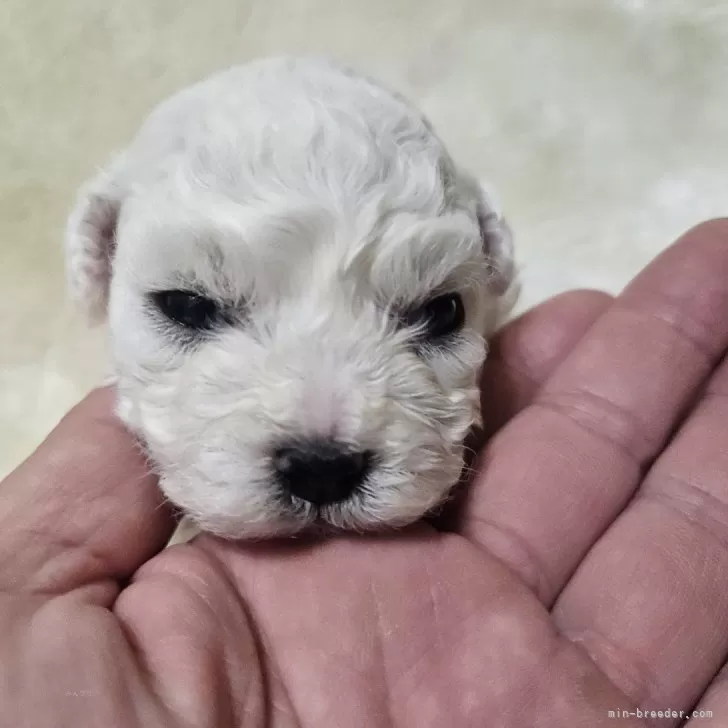 O.R 様のお迎えした子犬