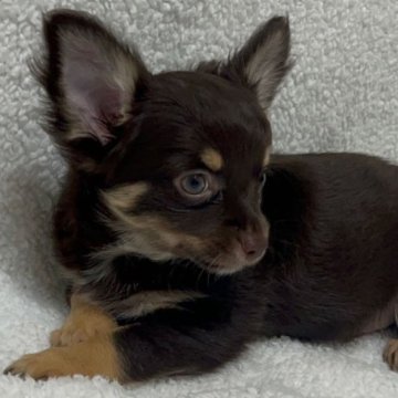 チワワ(ロング)【埼玉県・男の子・2023年10月7日・チョコタン】の写真「♡僕に♡愛に恋♡」