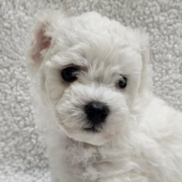 ビションフリーゼ【埼玉県・男の子・2023年9月4日・ホワイト 白】の写真「♡ふんわりモコモコ一番小柄で可愛い男の子♡」