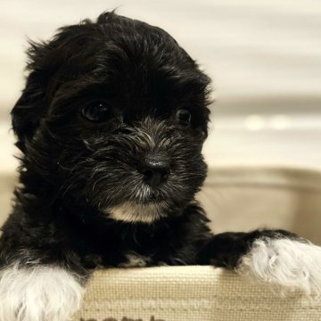 チワマル(マルチーズ×チワワ)【埼玉県・女の子・2024年4月28日・ブラック】の写真「♡6月24日までの価格です♡」