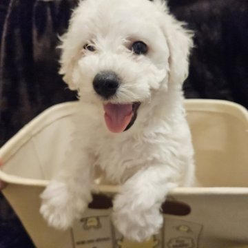 ビションフリーゼ【埼玉県・男の子・2024年4月26日・ホワイト】の写真「❤️ジャンボ☆アフロ❤️愛に❤️恋❤️恋❤」