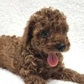 トイプードル(トイ)【埼玉県・女の子・2023年6月19日・レッド】の写真1「♡カ♡ワ♡イ♡イ♡女♡の♡子♡」