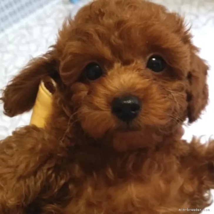 ID：2207-02375の子犬