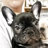 フレンチブルドッグ
