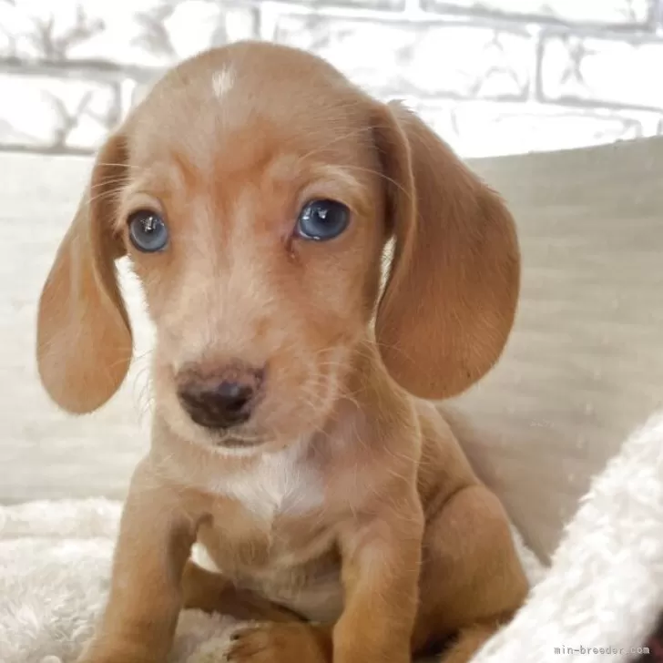 ミニチュアダックスフンド(スムース)【熊本県・女の子・2025年9月13日・ゴールド】の写真1