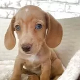 ミニチュアダックスフンド(スムース)【熊本県・女の子・2025年9月13日・ゴールド】の写真1