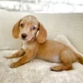 ミニチュアダックスフンド(スムース)【熊本県・女の子・2025年9月13日・ゴールド】の写真3