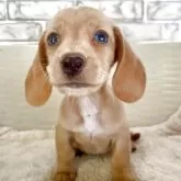 ミニチュアダックスフンド(スムース)【熊本県・女の子・2025年9月13日・ゴールド】の写真5