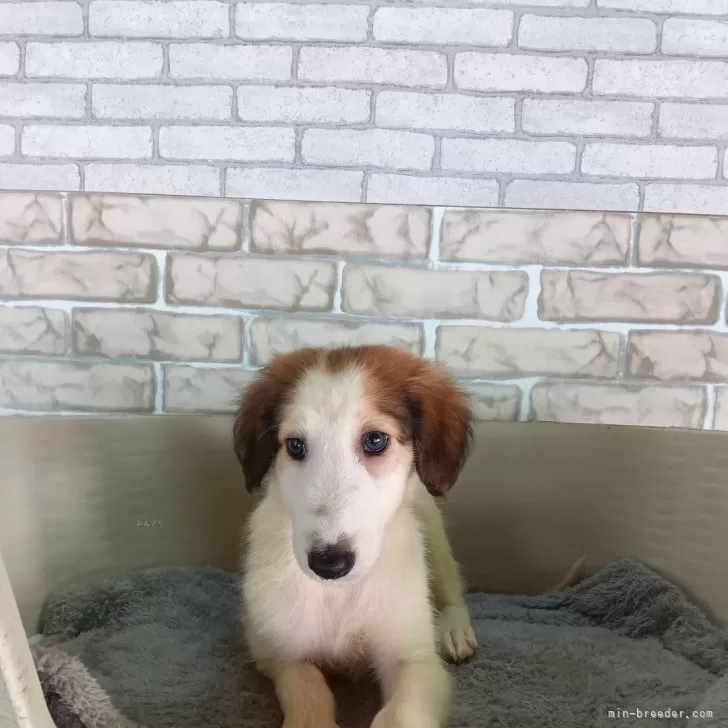 ID:2407-05107の子犬