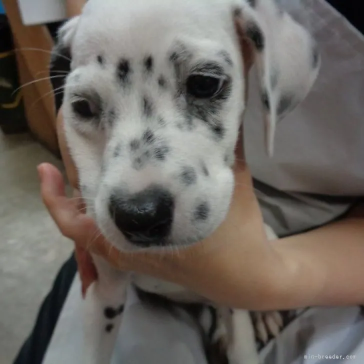 ID：2309-05306の子犬