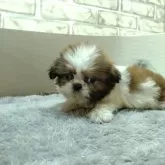 シーズー【熊本県・女の子・2023年12月9日・コールド&ホワイト】の写真1