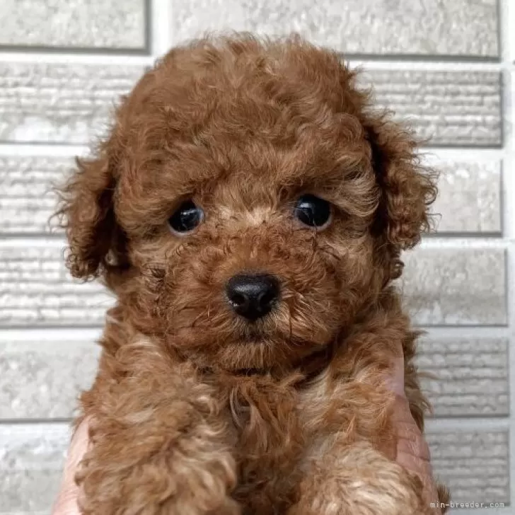 トイプードル(トイ)【熊本県・男の子・2025年9月16日・レッド】の写真1