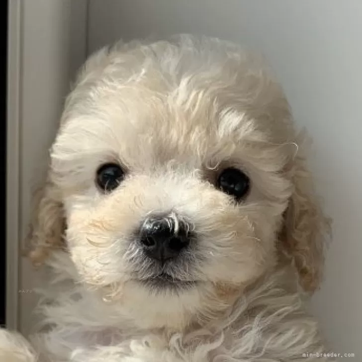 ID：2502-04003の子犬