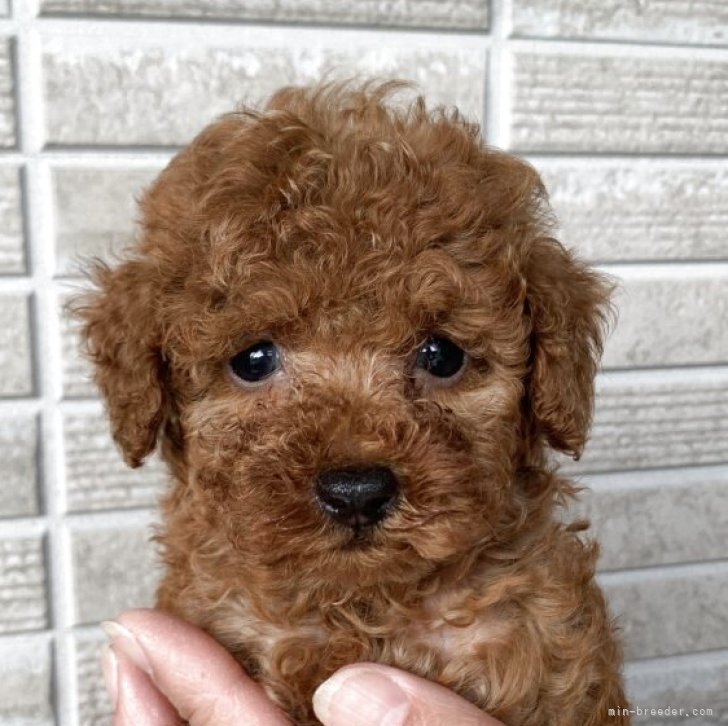 ブリーダー画像