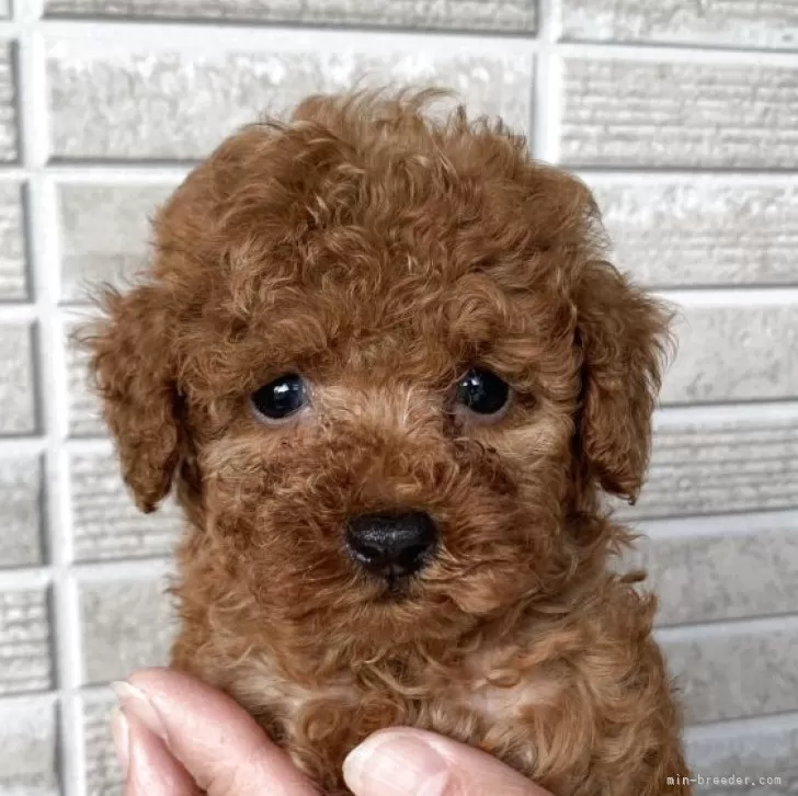 トイプードル(トイ)【熊本県・男の子・2025年9月16日・レッド】の写真1「癒しの顔で可愛いです🩵」