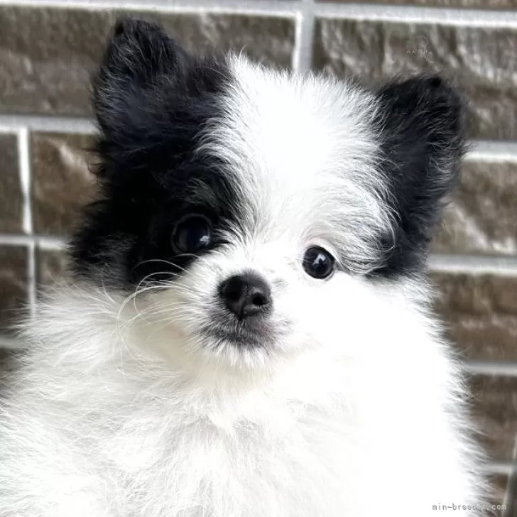 ID:2507-01798の子犬