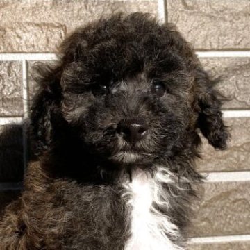 トイプードル(トイ)【熊本県・男の子・2025年9月1日・ブリンドル】の写真「レアカラーの甘えん坊の男の子👦🏻🩵」