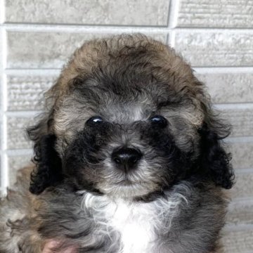 トイプードル(トイ)【熊本県・男の子・2025年9月1日・ブリンドル】の写真「愛嬌のあるまんまるお目目の男の子👦🏻💙」