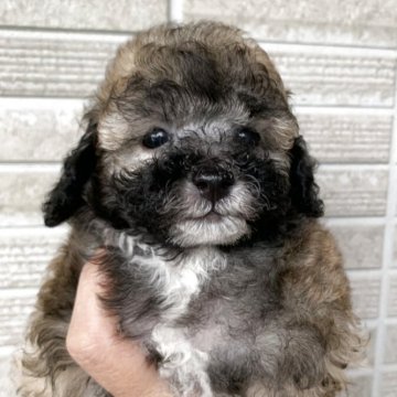 トイプードル(トイ)【熊本県・男の子・2025年9月1日・ブリンドル】の写真「愛嬌のあるまんまるお目目の男の子👦🏻💙」