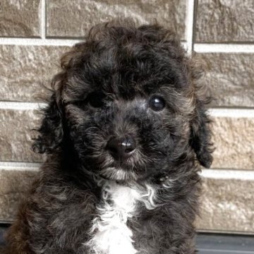 トイプードル(トイ)【熊本県・男の子・2025年9月1日・ブリンドル】の写真「レアカラーの甘えん坊の男の子👦🏻🩵」